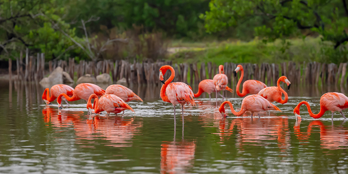 Conoce las playas más bellas y exclusivas de Yucatán_04