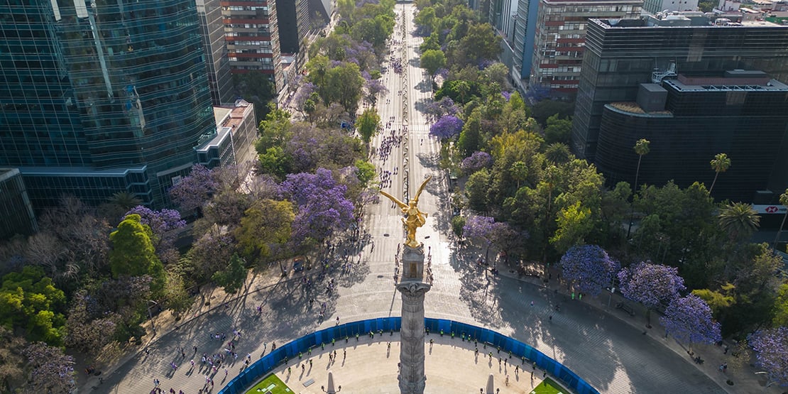 La jacaranda, el símbolo primaveral de la CDMX_02