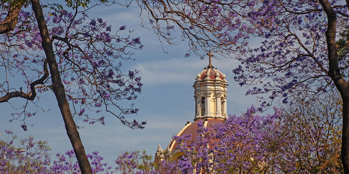 La jacaranda, el símbolo primaveral de la CDMX_03