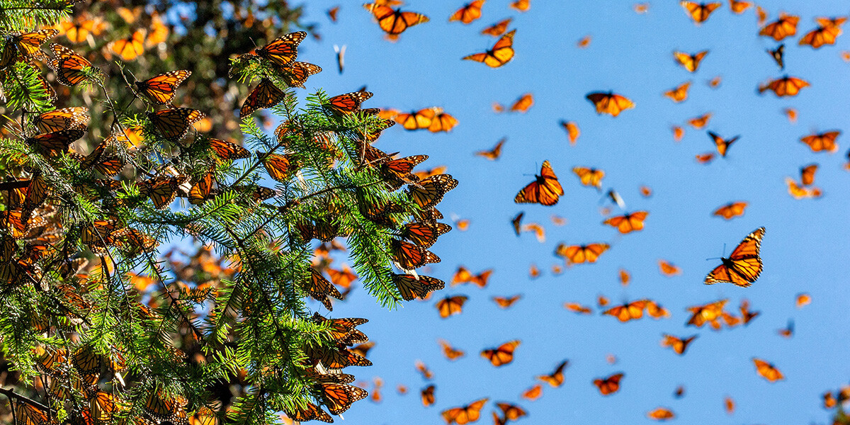 La temporada de mariposas monarca_ un espectáculo natural en Valle de Bravo_02