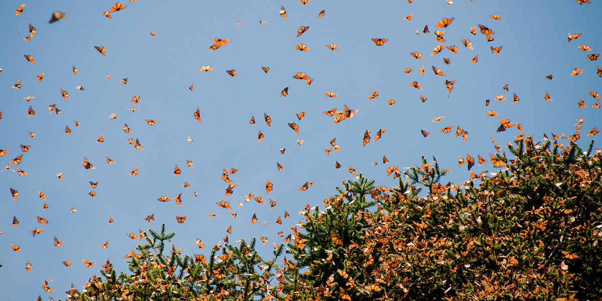 La temporada de mariposas monarca_ un espectáculo natural en Valle de Bravo_03