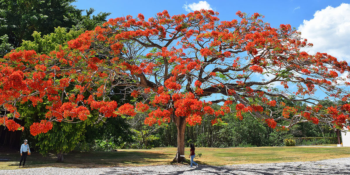 Los 5 árboles más bellos de Yucatán_03