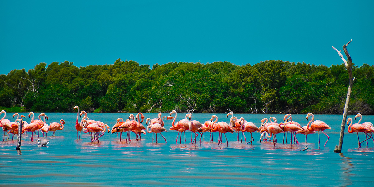 Vive entre el lujo y la tranquilidad de Yucatán_03