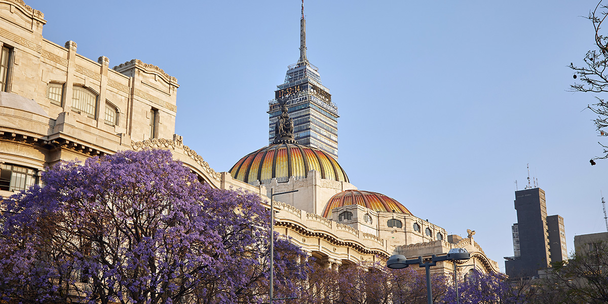 The Jacaranda, Symbol of Springtime in Mexico City