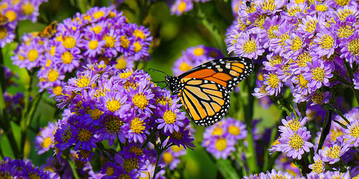 The Monarch Butterfly Season: A Natural Spectacle in Valle de Bravo